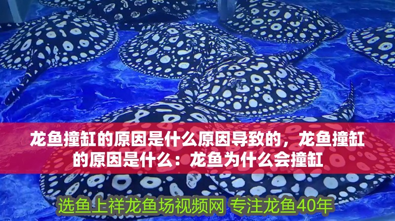 鸚鵡魚和銀龍魚混養怎樣喂食 龍魚撞缸的原因是什么原因導致的,龍魚撞缸的原因是什么:龍魚為什么會撞缸 龍魚百科 龍魚撞缸的原因是什么原因導致的,龍魚撞缸的原因是什么:龍魚為什么會撞缸 龍魚撞缸的原因是什么原因導致的,龍魚撞缸的原因是什么:龍魚為什么會撞缸 龍魚百科