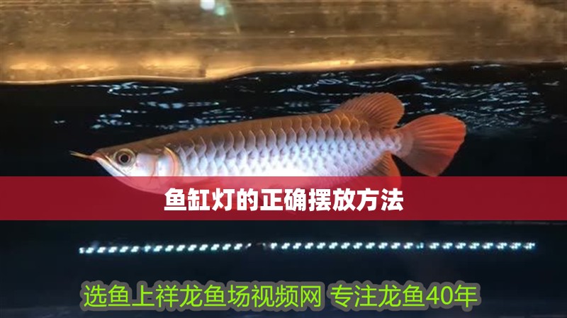 魚缸用增氧泵價格是多少:魚缸增氧機-xtrac增氧機-xtrac增氧機 魚缸燈的正確擺放方法 龍魚論壇 魚缸燈的正確擺放方法 魚缸燈的正確擺放方法 龍魚論壇