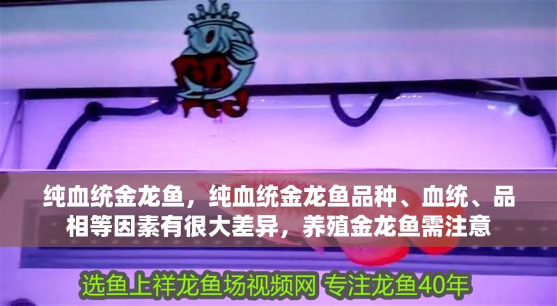 純血統金龍魚，純血統金龍魚品種、血統、品相等因素有很大差異，養殖金龍魚需注意