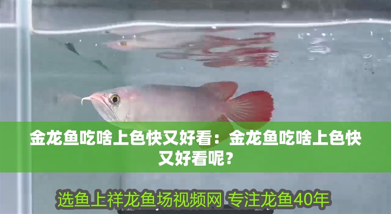 金龍魚吃啥上色快又好看：金龍魚吃啥上色快又好看呢？