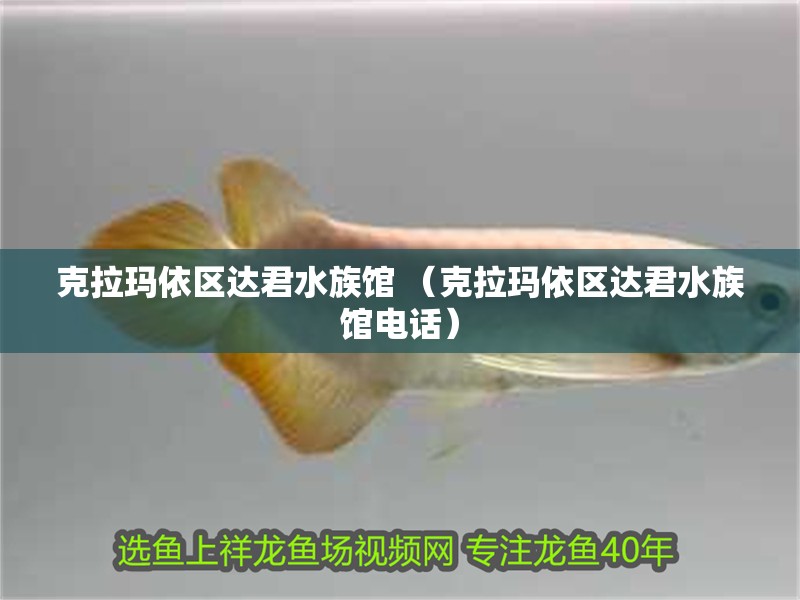 什么魚能和龍魚、虎魚混養(龍魚能和虎魚混養嗎) 克拉瑪依區達君水族館 (克拉瑪依區達君水族館電話) 全國水族館企業名錄 克拉瑪依區達君水族館 (克拉瑪依區達君水族館電話) 克拉瑪依區達君水族館 (克拉瑪依區達君水族館電話) 全國水族館企業名錄