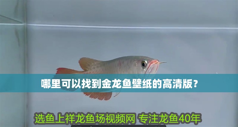 哪里可以找到金龍魚壁紙的高清版？