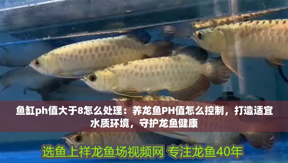 魚缸ph值大于8怎么處理：養龍魚PH值怎么控制，打造適宜水質環境，守護龍魚健康
