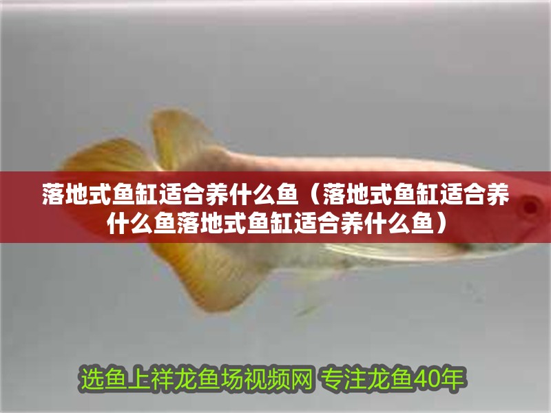 落地式魚缸適合養(yǎng)什么魚（落地式魚缸適合養(yǎng)什么魚落地式魚缸適合養(yǎng)什么魚）