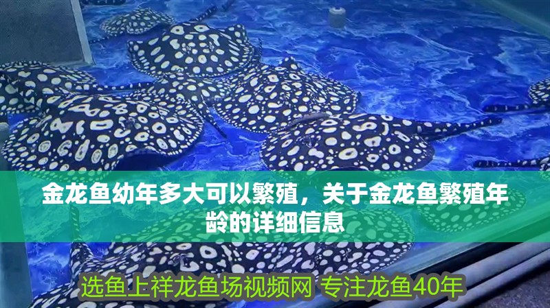 金龍魚幼年多大可以繁殖，關于金龍魚繁殖年齡的詳細信息