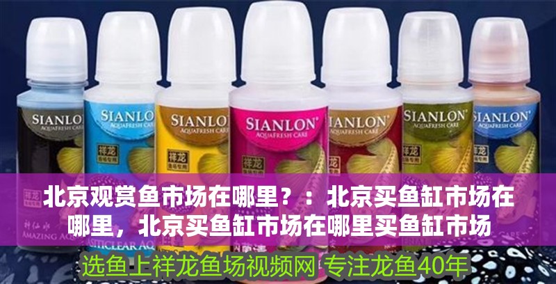 北京觀賞魚市場在哪里？：北京買魚缸市場在哪里，北京買魚缸市場在哪里買魚缸市場
