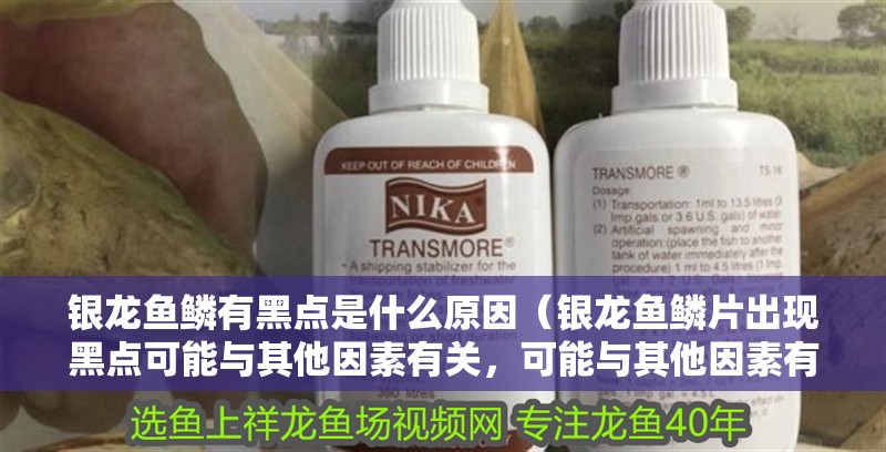銀龍魚(yú)鱗有黑點(diǎn)是什么原因（銀龍魚(yú)鱗片出現(xiàn)黑點(diǎn)可能與其他因素有關(guān)，可能與其他因素有關(guān)）