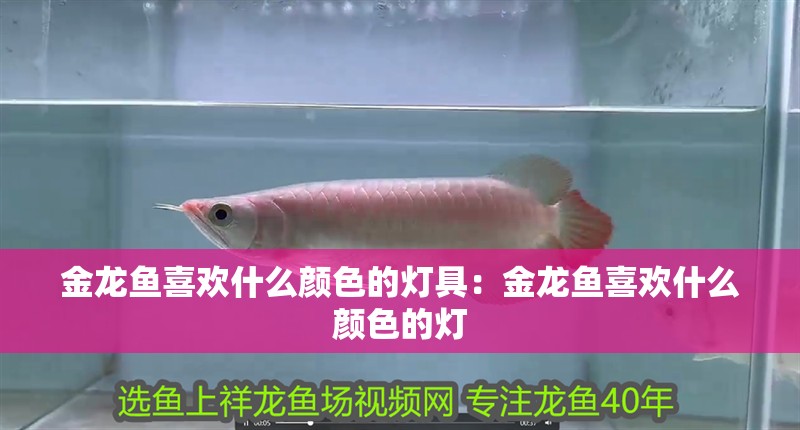 紅龍魚用黃燈烤有用嗎 金龍魚喜歡什么顏色的燈具:金龍魚喜歡什么顏色的燈 龍魚百科 金龍魚喜歡什么顏色的燈具:金龍魚喜歡什么顏色的燈 金龍魚喜歡什么顏色的燈具:金龍魚喜歡什么顏色的燈 龍魚百科