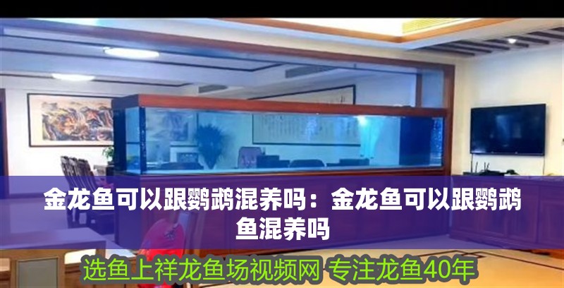 金龍魚(yú)可以跟鸚鵡混養(yǎng)嗎：金龍魚(yú)可以跟鸚鵡魚(yú)混養(yǎng)嗎