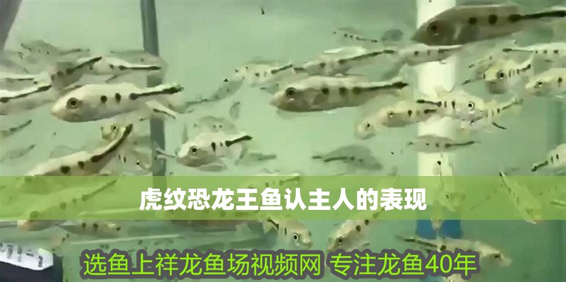 虎紋恐龍王魚認主人的表現