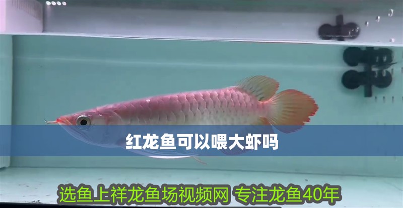 紅龍魚可以喂大蝦嗎