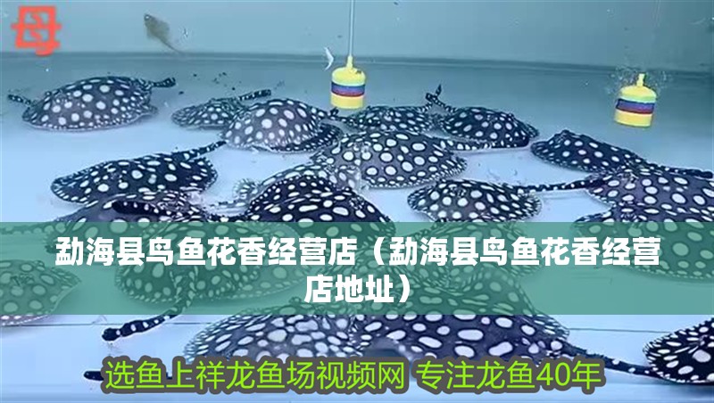 勐海縣鳥魚花香經營店（勐海縣鳥魚花香經營店地址）
