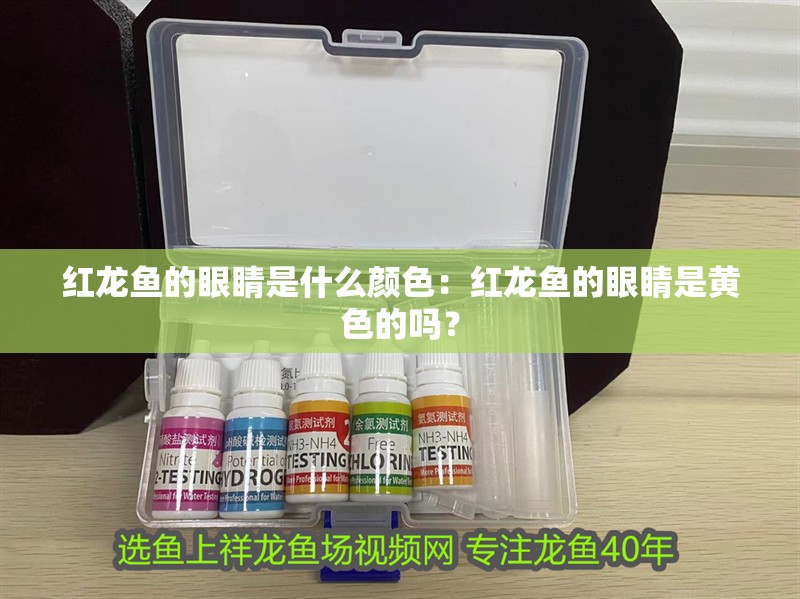 紅龍魚的眼睛是什么顏色：紅龍魚的眼睛是黃色的嗎？