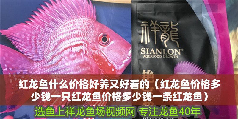 紅龍魚(yú)什么價(jià)格好養(yǎng)又好看的（紅龍魚(yú)價(jià)格多少錢(qián)一只紅龍魚(yú)價(jià)格多少錢(qián)一條紅龍魚(yú)）
