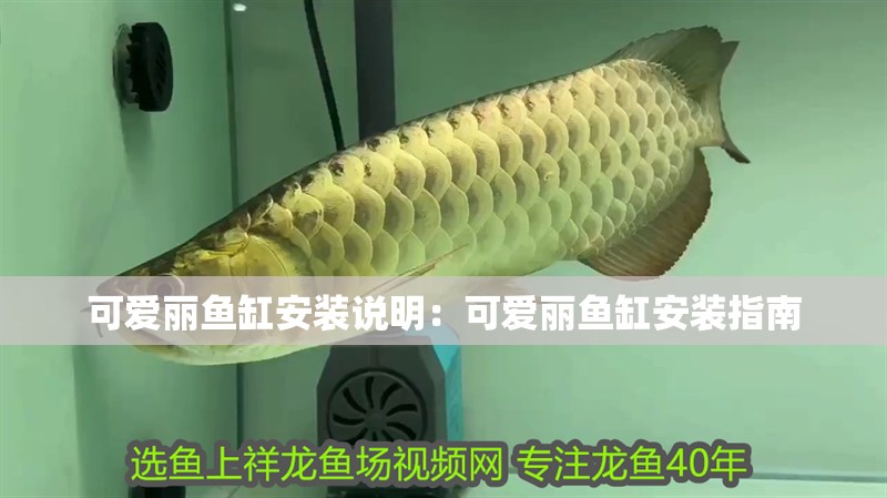 可愛麗魚缸安裝說明：可愛麗魚缸安裝指南