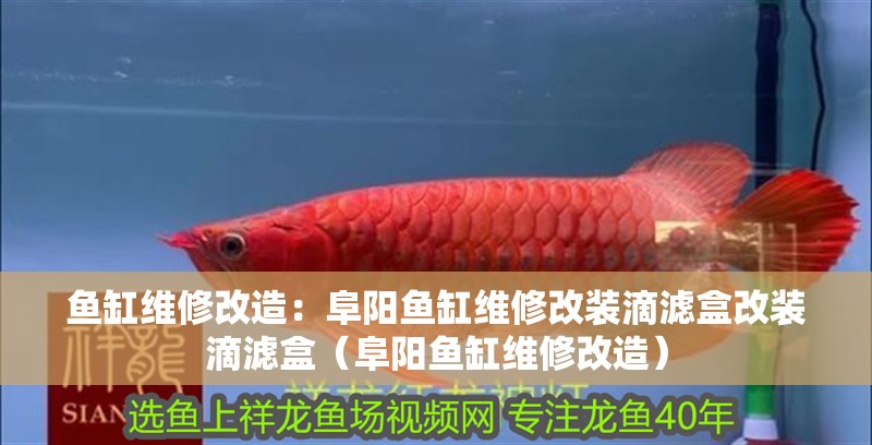 魚缸維修改造：阜陽魚缸維修改裝滴濾盒改裝滴濾盒（阜陽魚缸維修改造）