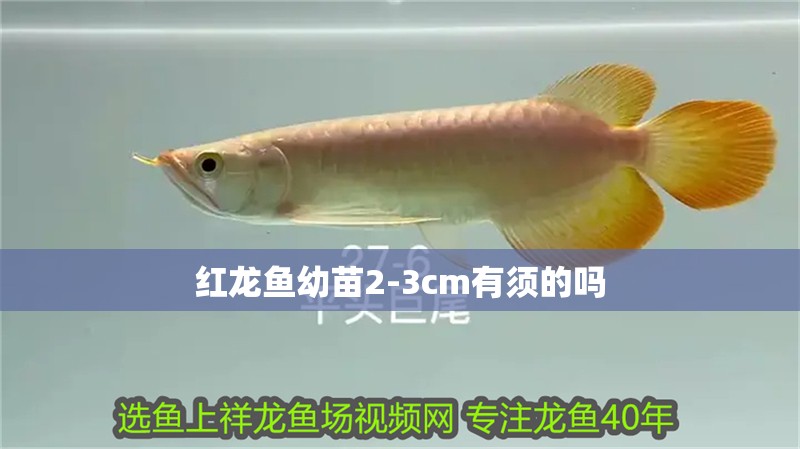 紅龍魚幼苗2-3cm有須的嗎