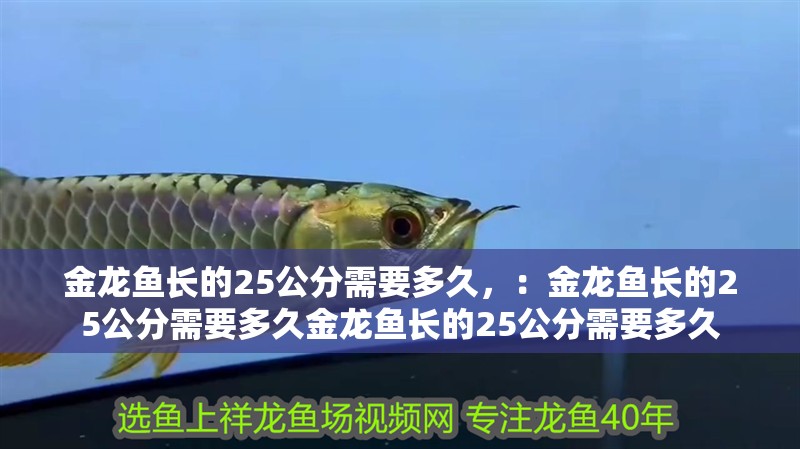 金龍魚長的25公分需要多久，：金龍魚長的25公分需要多久金龍魚長的25公分需要多久 金龍魚長的25公分需要多久，：金龍魚長的25公分需要多久金龍魚長的25公分需要多久 龍魚百科