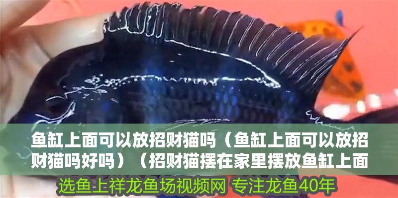 魚缸上面可以放招財貓嗎（魚缸上面可以放招財貓嗎好嗎）（招財貓擺在家里擺放魚缸上面可以放招財貓嗎，招財貓放招財貓）