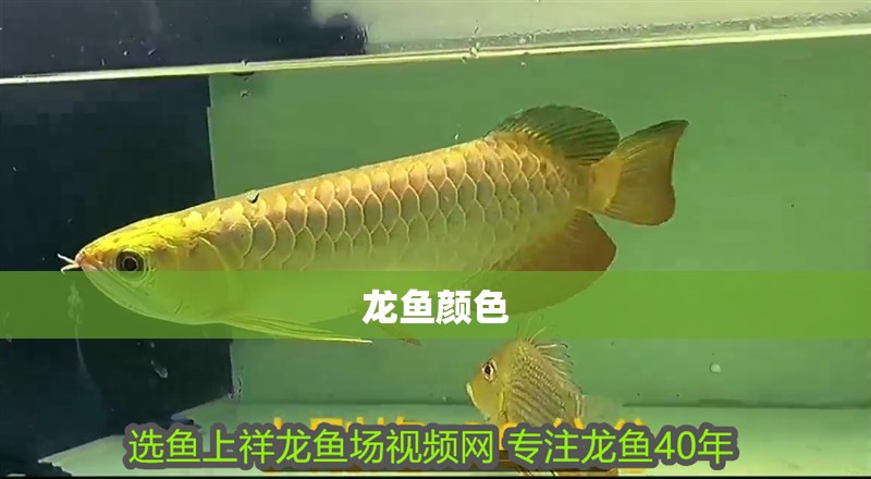 龍魚顏色