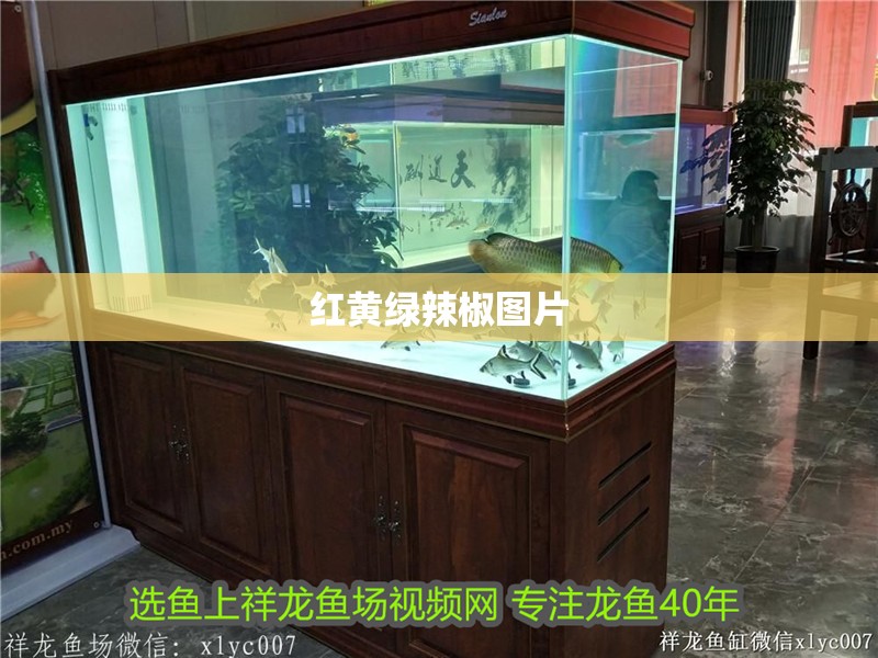紅黃綠辣椒圖片