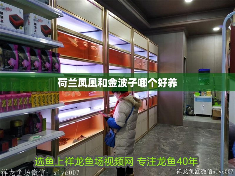 荷蘭鳳凰和金波子哪個好養(yǎng) 荷蘭鳳凰和金波子哪個好養(yǎng) 龍魚論壇