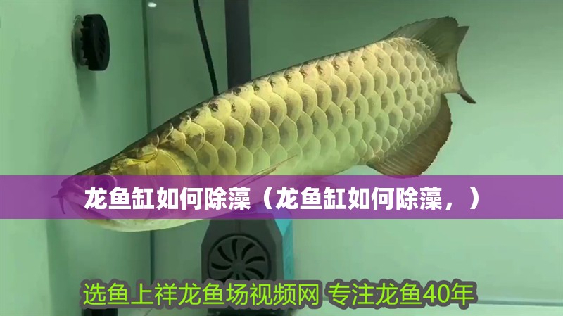 龍魚缸如何除藻（龍魚缸如何除藻，）