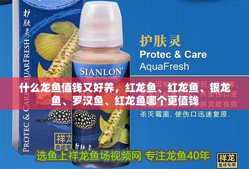 什么龍魚值錢又好養，紅龍魚、紅龍魚、銀龍魚、羅漢魚、紅龍魚哪個更值錢