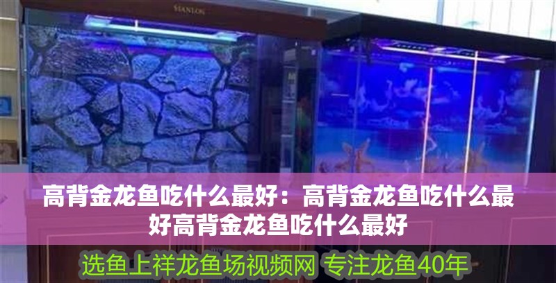 高背金龍魚吃什么最好：高背金龍魚吃什么最好高背金龍魚吃什么最好