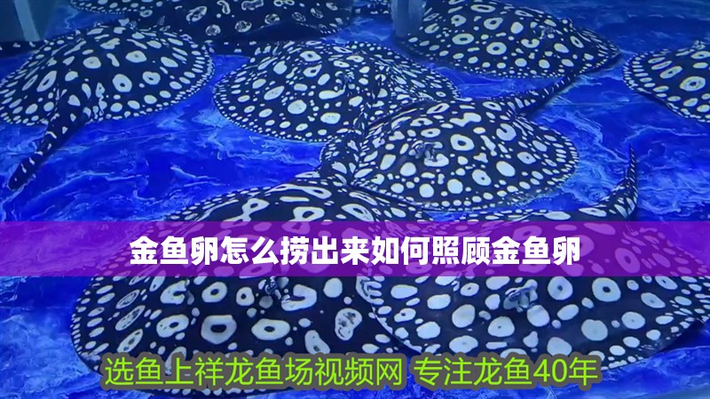 金魚卵怎么撈出來如何照顧金魚卵