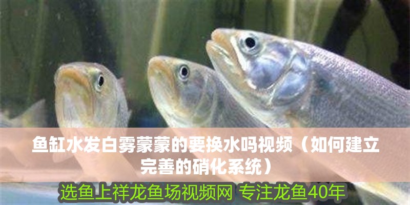 魚缸水發(fā)白霧蒙蒙的要換水嗎視頻（如何建立完善的硝化系統(tǒng)）