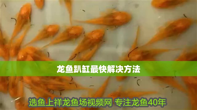 龍魚趴缸最快解決方法