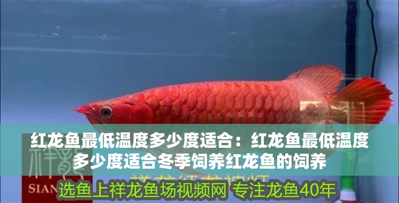 紅龍魚最低溫度多少度適合：紅龍魚最低溫度多少度適合冬季飼養(yǎng)紅龍魚的飼養(yǎng)