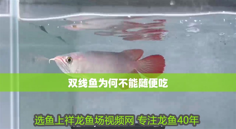 雙線魚為何不能隨便吃
