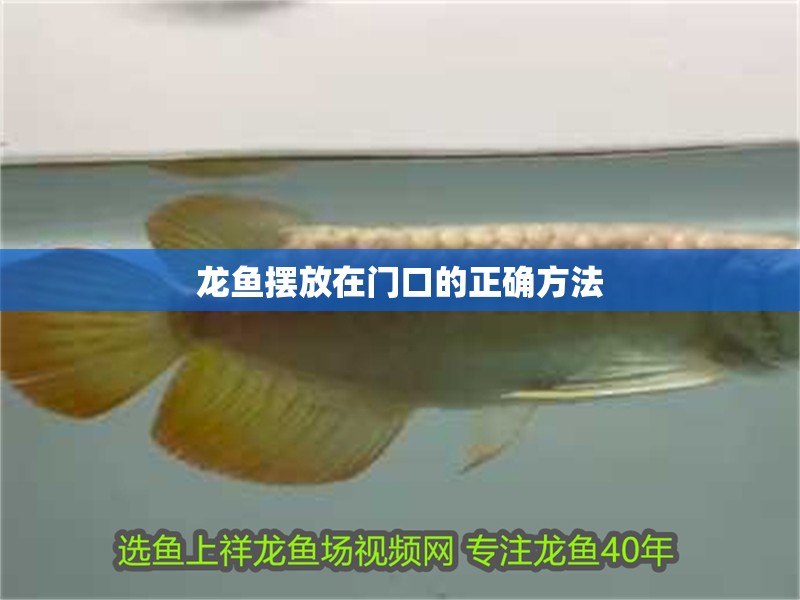 龍魚擺放在門口的正確方法