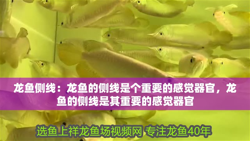 龍魚側線：龍魚的側線是個重要的感覺器官，龍魚的側線是其重要的感覺器官