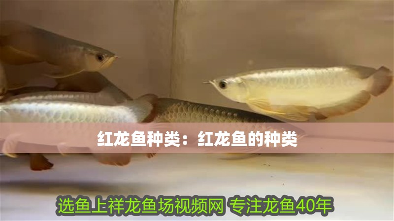 紅龍魚種類：紅龍魚的種類