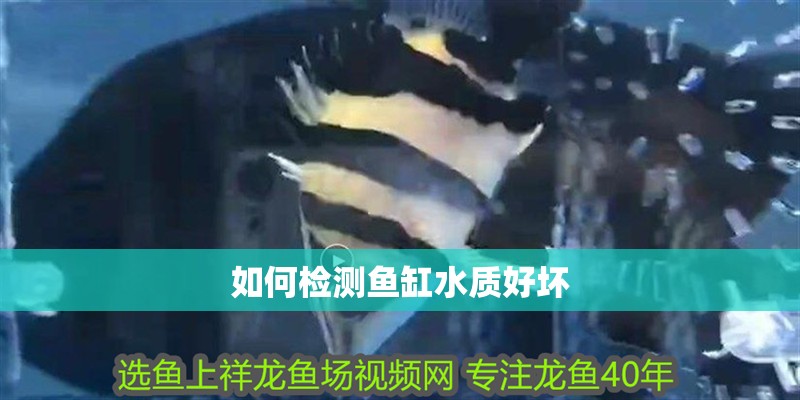 如何檢測魚缸水質好壞