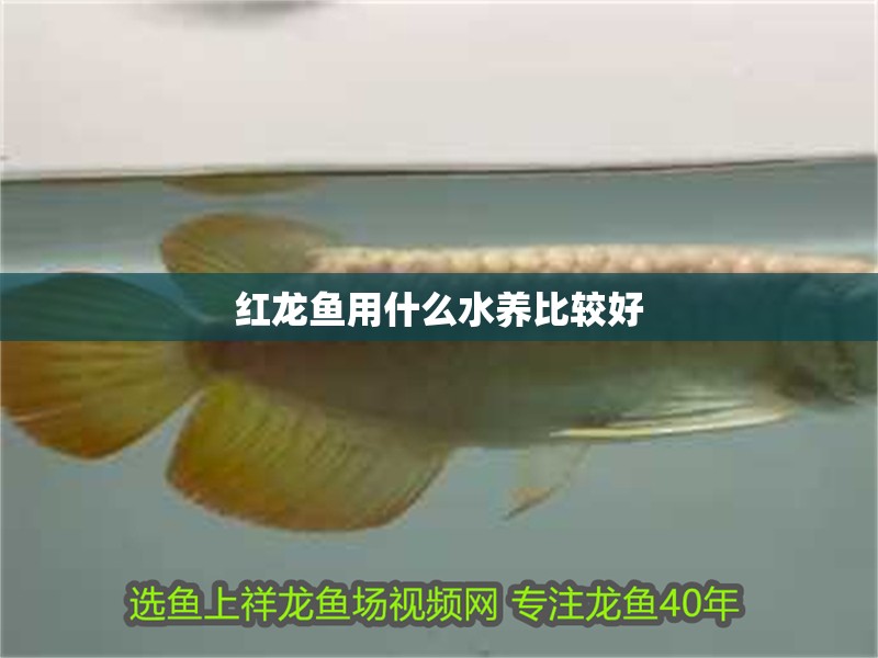 紅龍魚用什么水養比較好