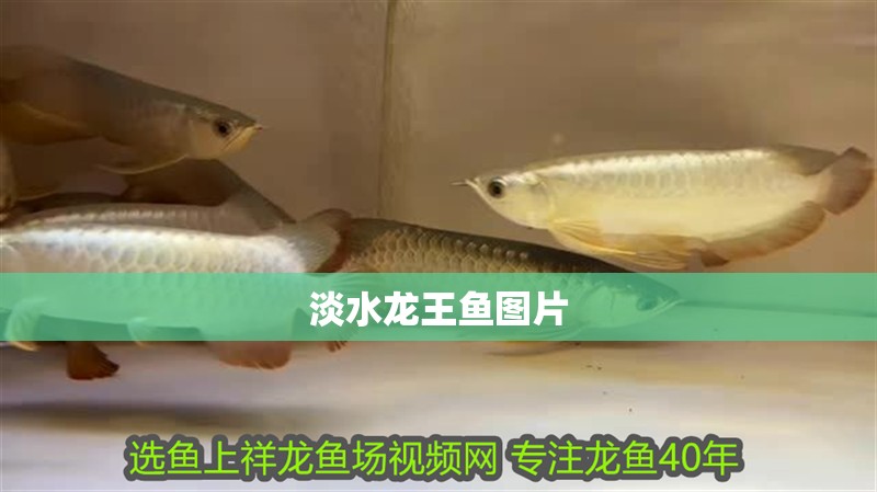 淡水龍王魚(yú)圖片