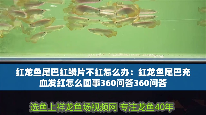 紅龍魚尾巴紅鱗片不紅怎么辦：紅龍魚尾巴充血發紅怎么回事360問答360問答