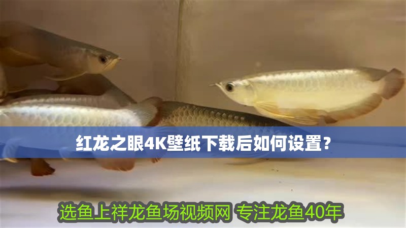 紅龍之眼4K壁紙下載后如何設置？