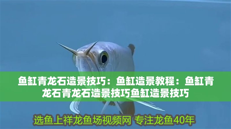 魚缸青龍石造景技巧：魚缸造景教程：魚缸青龍石青龍石造景技巧魚缸造景技巧