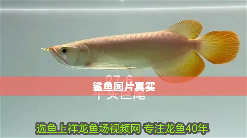 鯊魚圖片真實(shí)