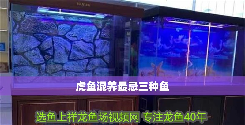 虎魚混養(yǎng)最忌三種魚