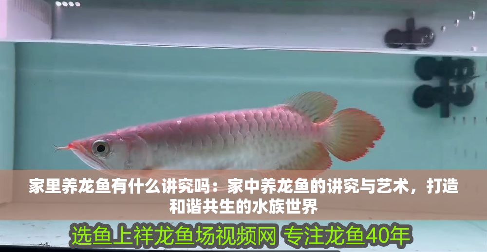 家里養龍魚有什么講究嗎：家中養龍魚的講究與藝術，打造和諧共生的水族世界