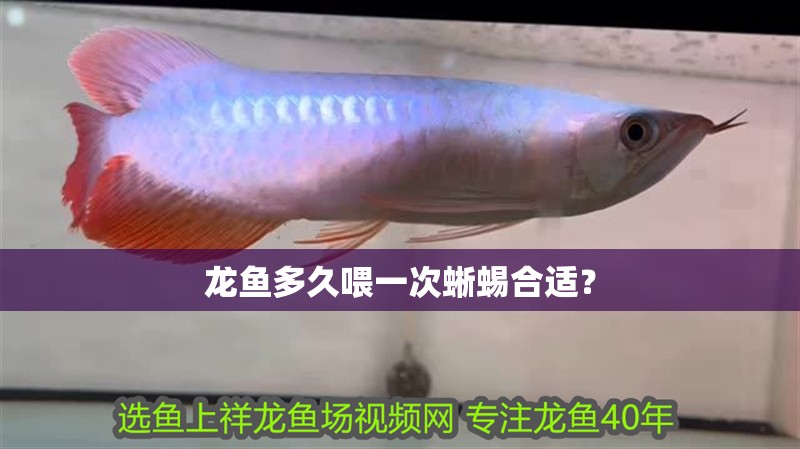 龍魚多久喂一次蜥蜴合適？ 龍魚多久喂一次蜥蜴合適？ 龍魚論壇