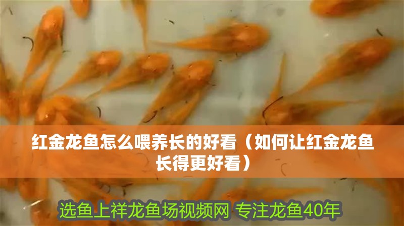 紅金龍魚怎么喂養長的好看（如何讓紅金龍魚長得更好看）