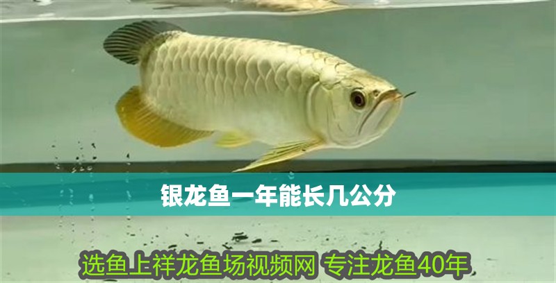 銀龍魚一年能長幾公分 銀龍魚一年能長幾公分 龍魚百科