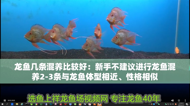 龍魚幾條混養比較好：新手不建議進行龍魚混養2-3條與龍魚體型相近、性格相似